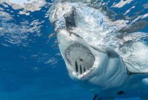 scary shark opening mouth in water