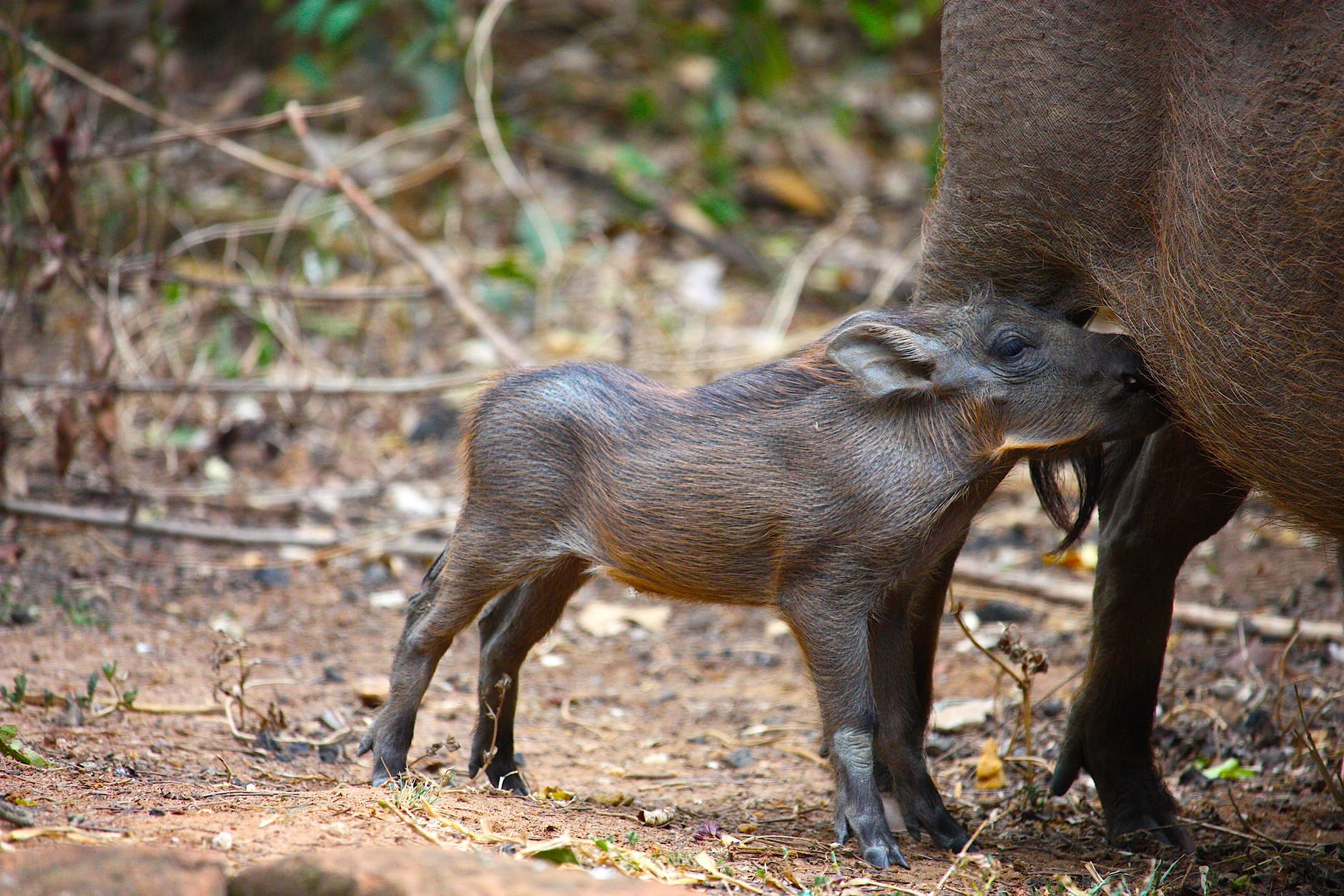 warthog piglet drinking milk from mother
